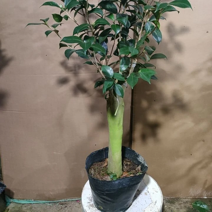 626两品不知名，原盆原土发货，不包邮