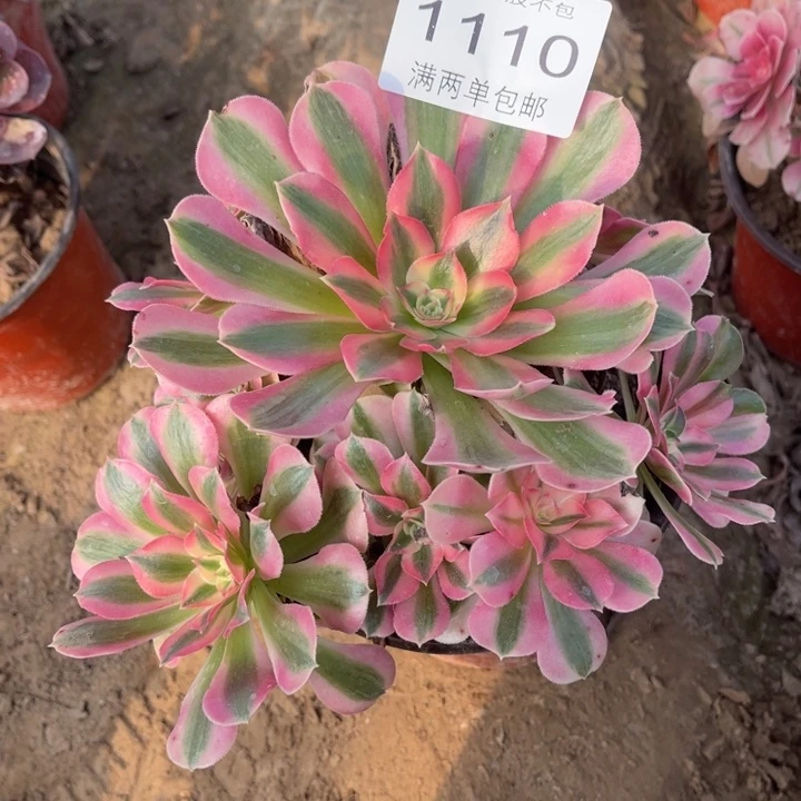 1110女巫的人多肉的