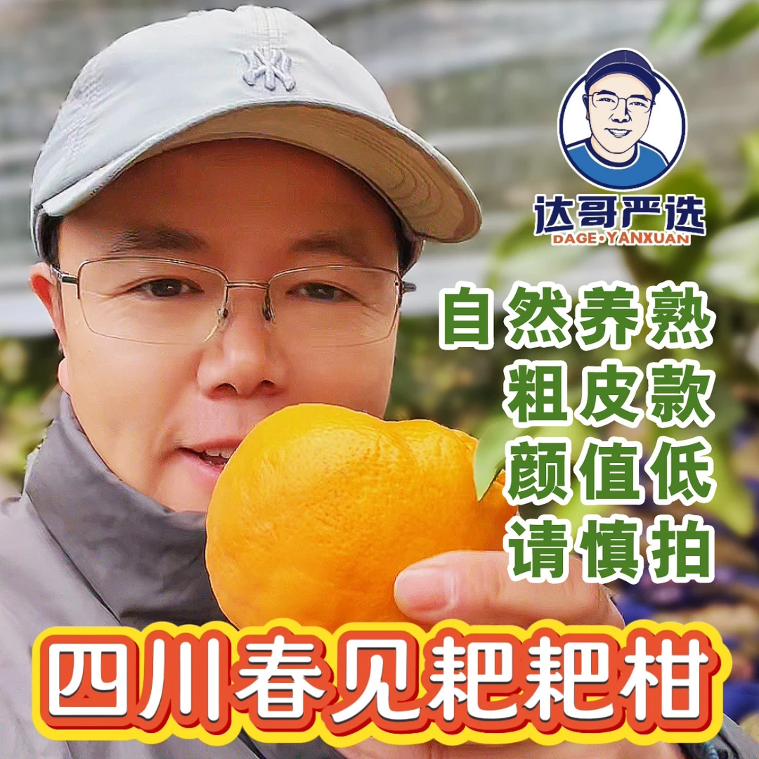 【达哥严选】自然养熟 正宗四川春见耙耙柑 鲜嫩爆汁（粗皮软皮款）