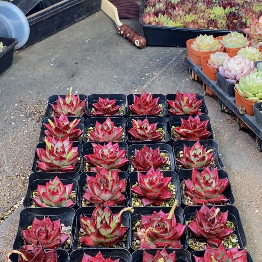 068多肉植物保护研究所所长助理