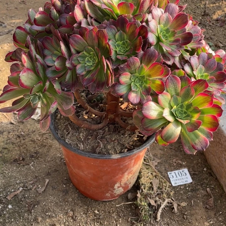 890号安娜多肉植物