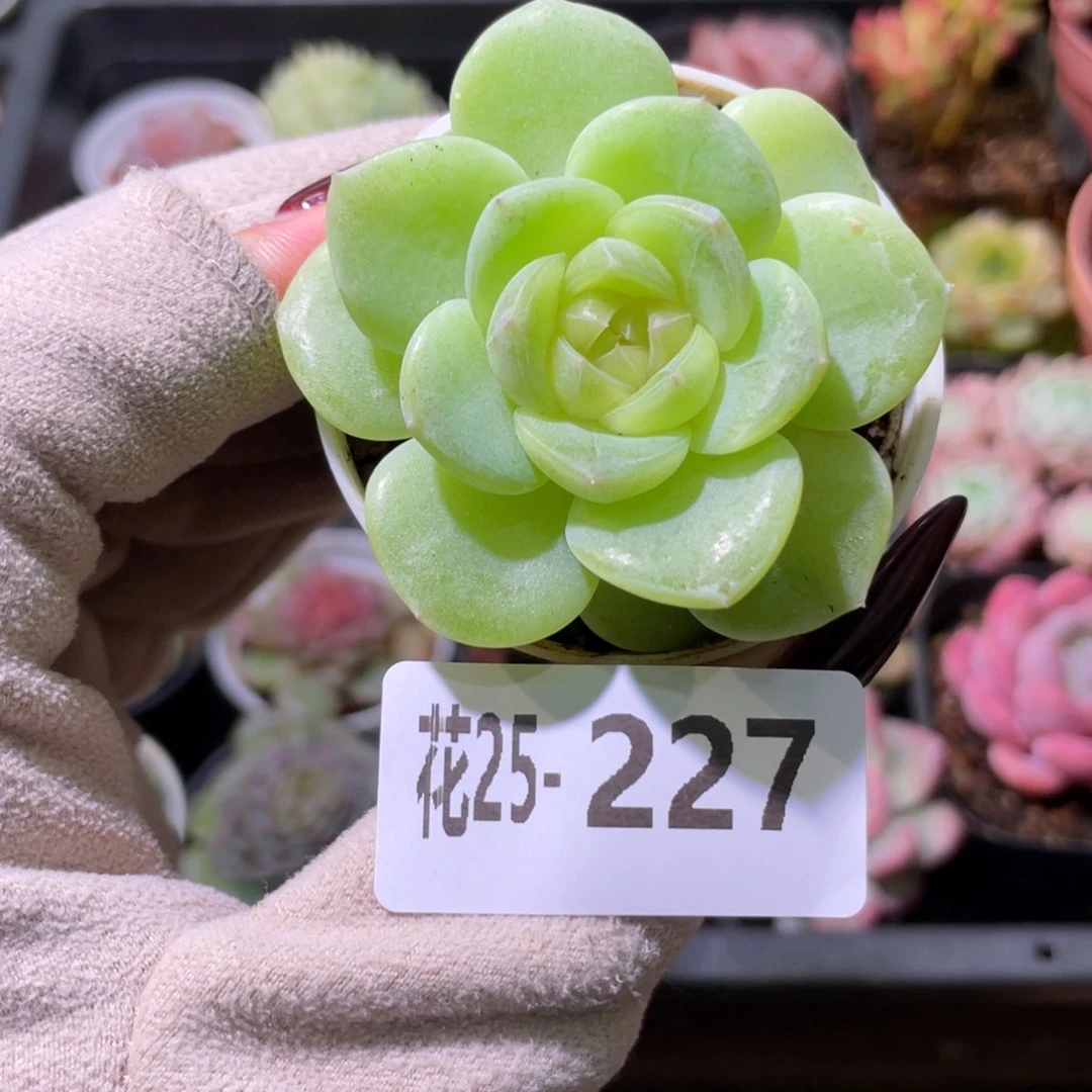 花利美25-227新品珍妮