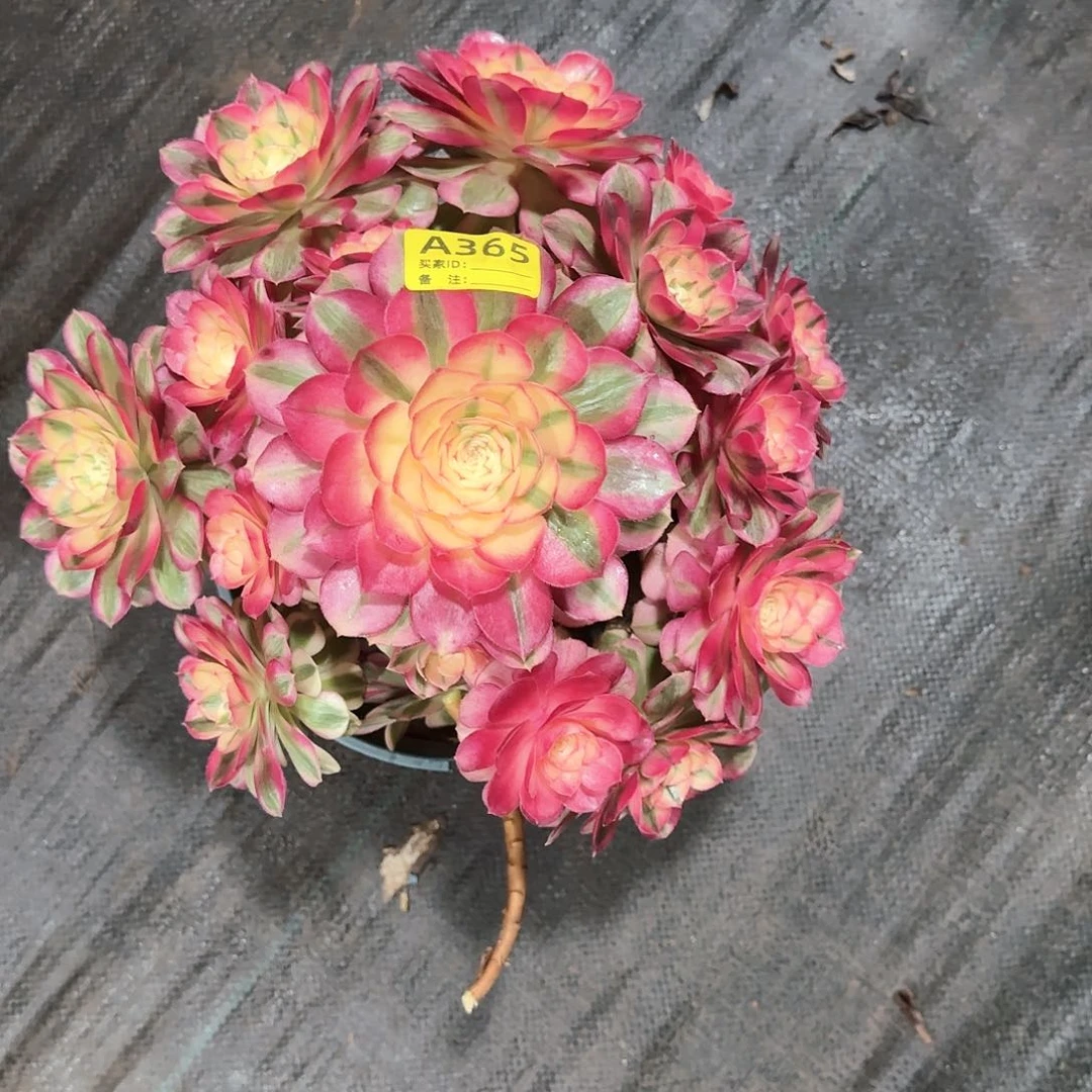 断肢倾城法师多肉植物365