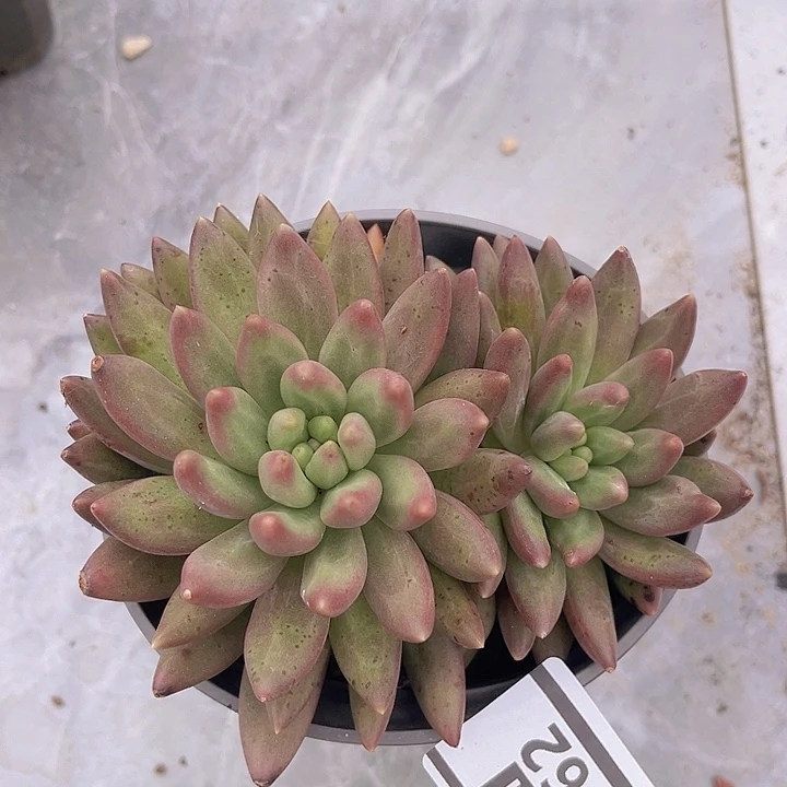 车厘子杂2962多肉植物