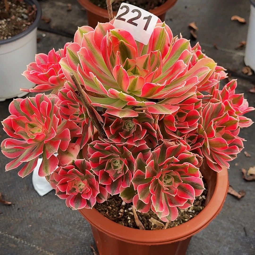 221粉女巫冠服25公分