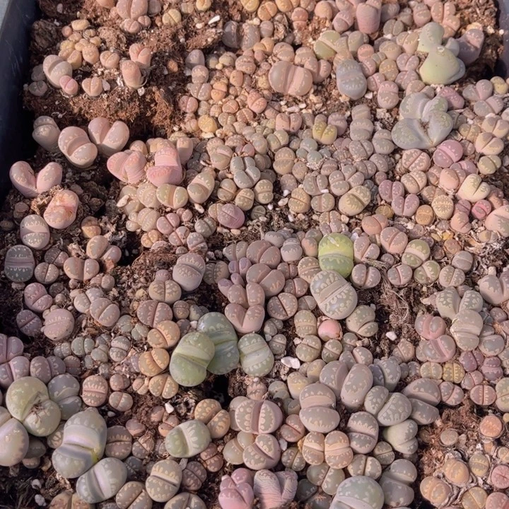 加***2一框牙88888888888888