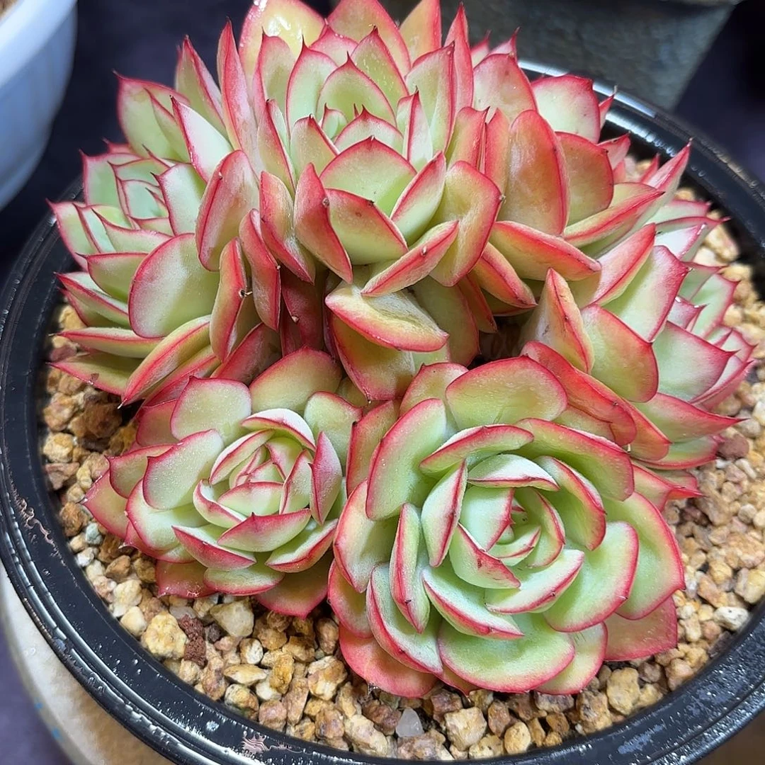 多肉植物脱土包邮