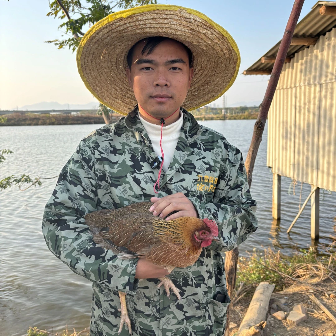 正宗走地鸡 鱼塘五谷杂粮散养一年