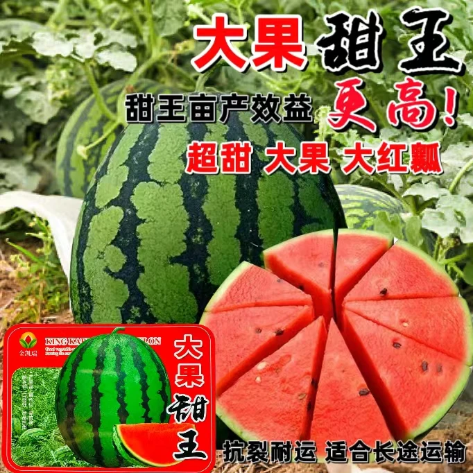 大果甜王西瓜种子,高抗病超甜高产基地专用西瓜种子甜度16