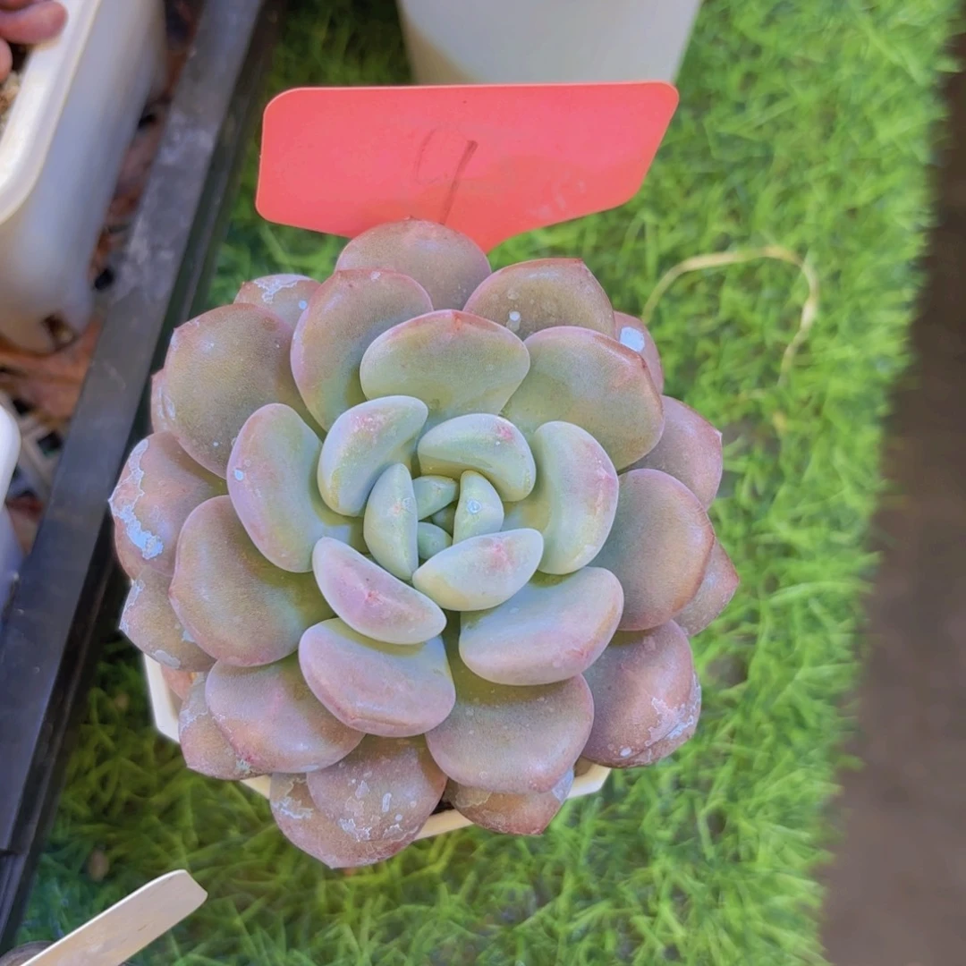 林***哒云南金致家精品多肉