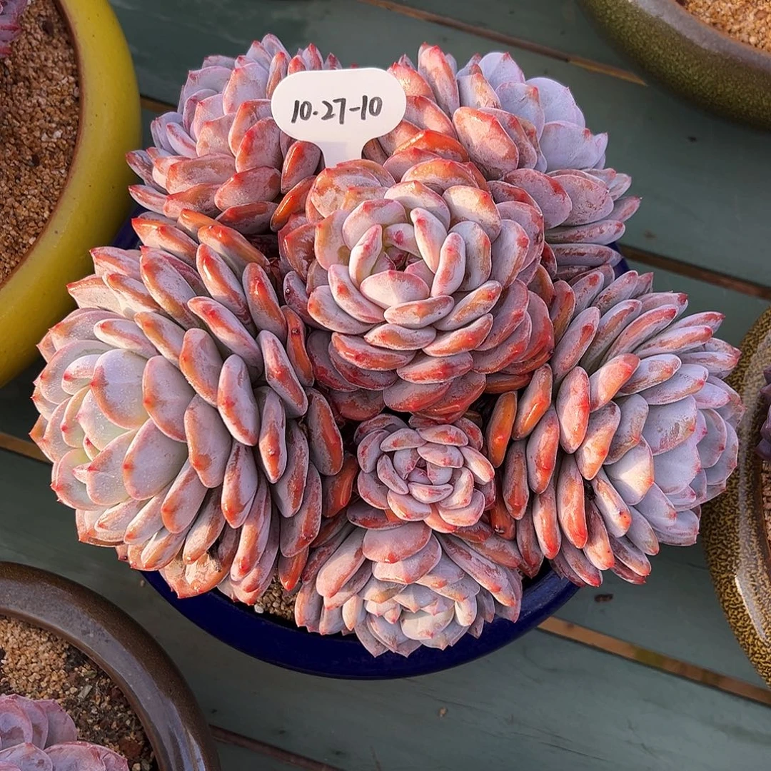 许***个1027-10韩系星影母本