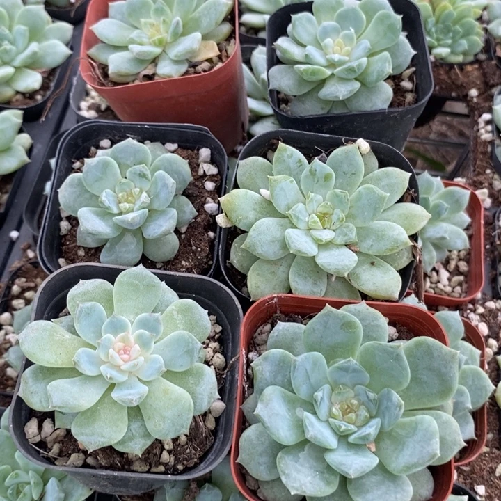 上盆冰糖水晶3颗量拍