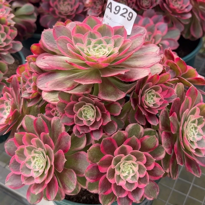 929孔雀翎20厘米左右