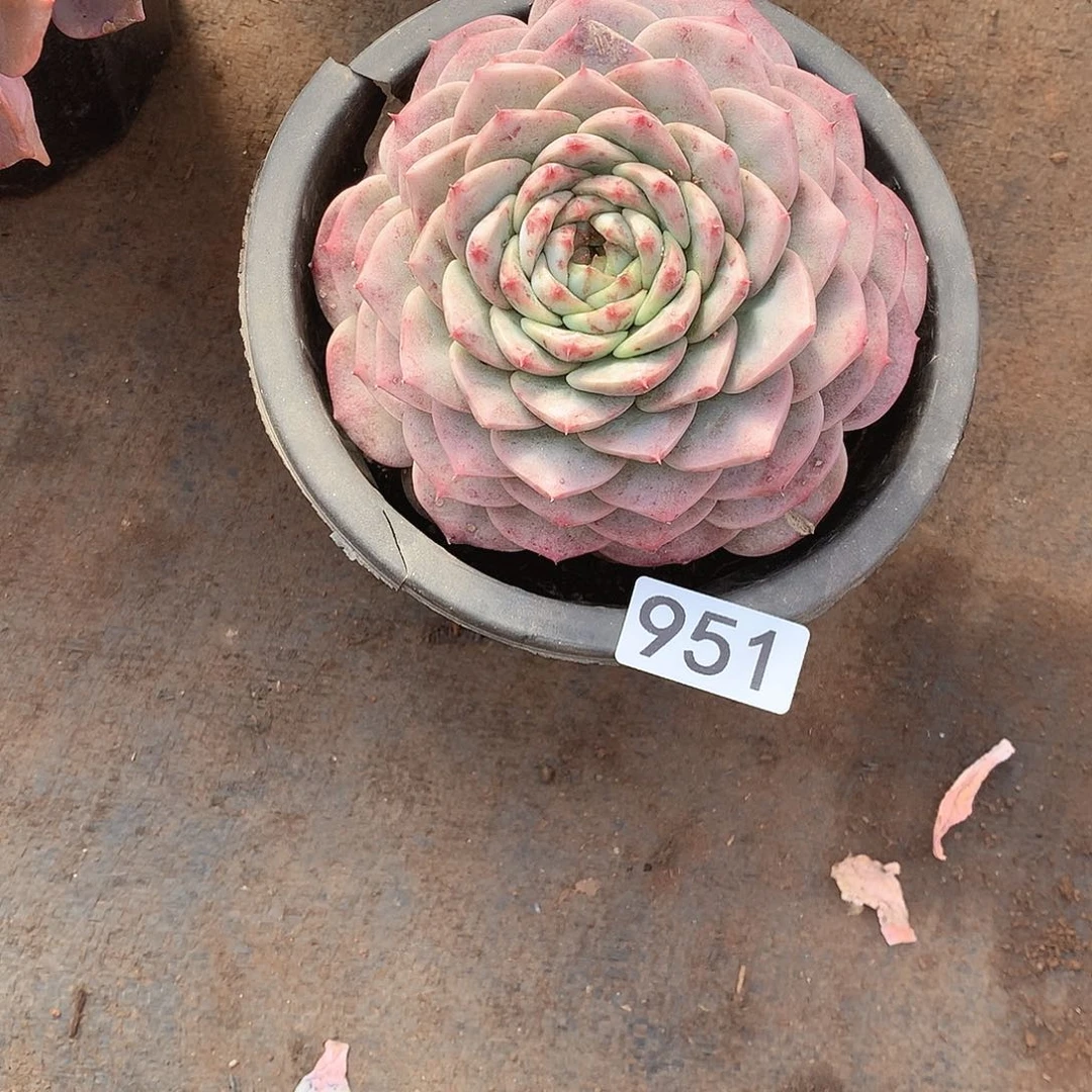 951天鹅绒 一物一拍多肉