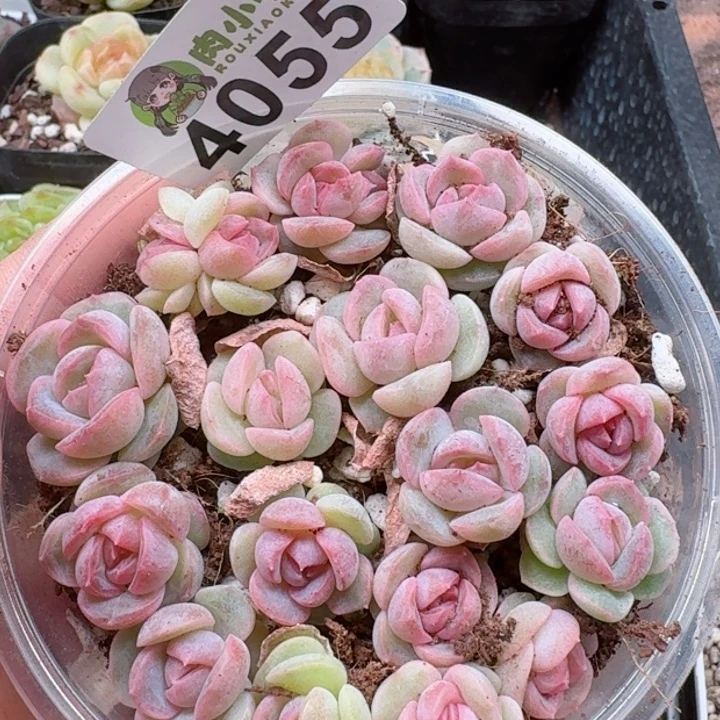 多肉植物多肉植物