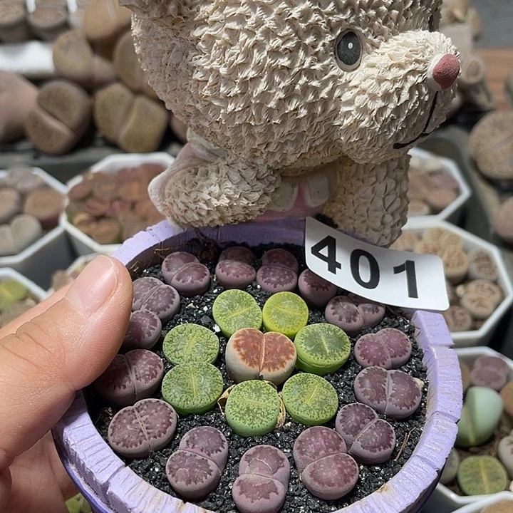 大部分花苞少量开放生石花401