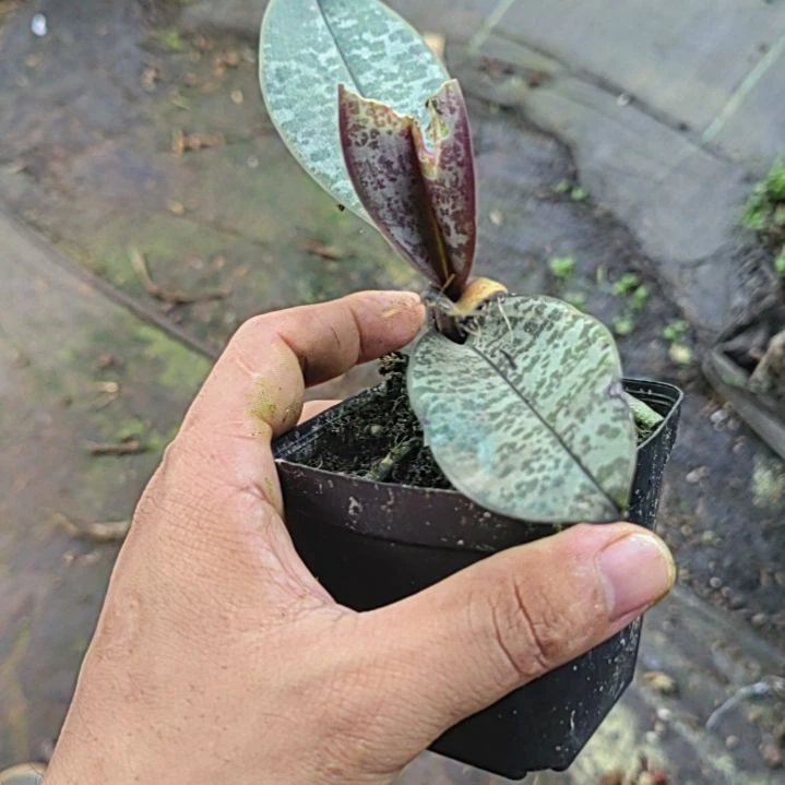 完全开放蝴蝶兰一颗漂亮的哦哦哦哦