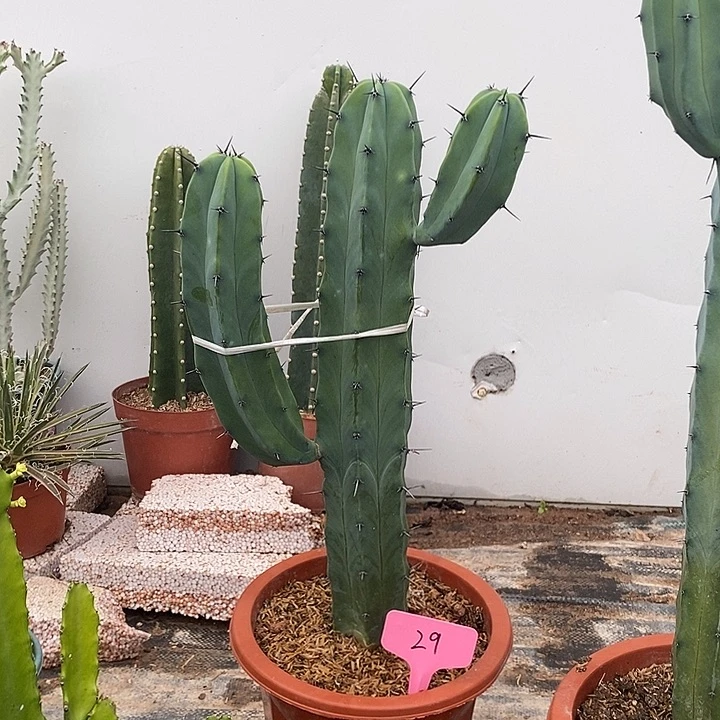 龙神木一物一拍一颗