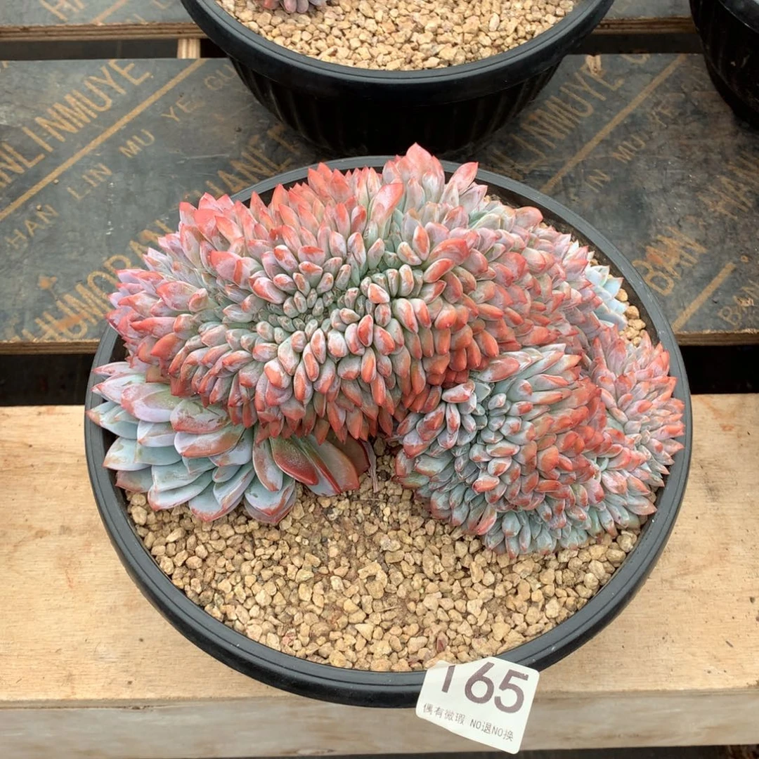 165橙子缀化多肉植物