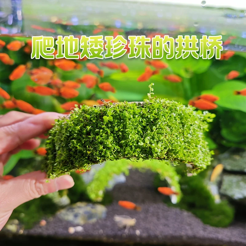 爬地矮珍珠的拱桥 鱼缸造景前景水草拱桥爬地矮珍珠