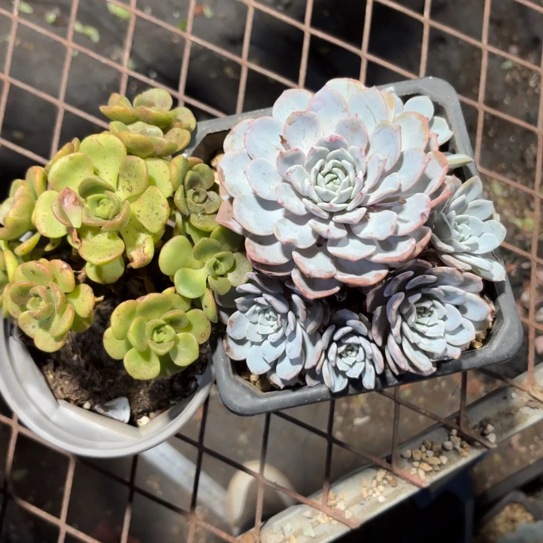 电****保两个啊啊啊啊