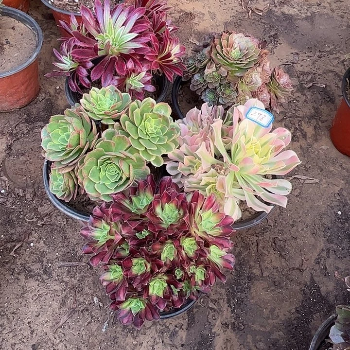 298多肉植物组合瑕疵特价，