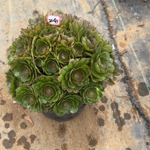 21-91拉丝朵朵多肉植物