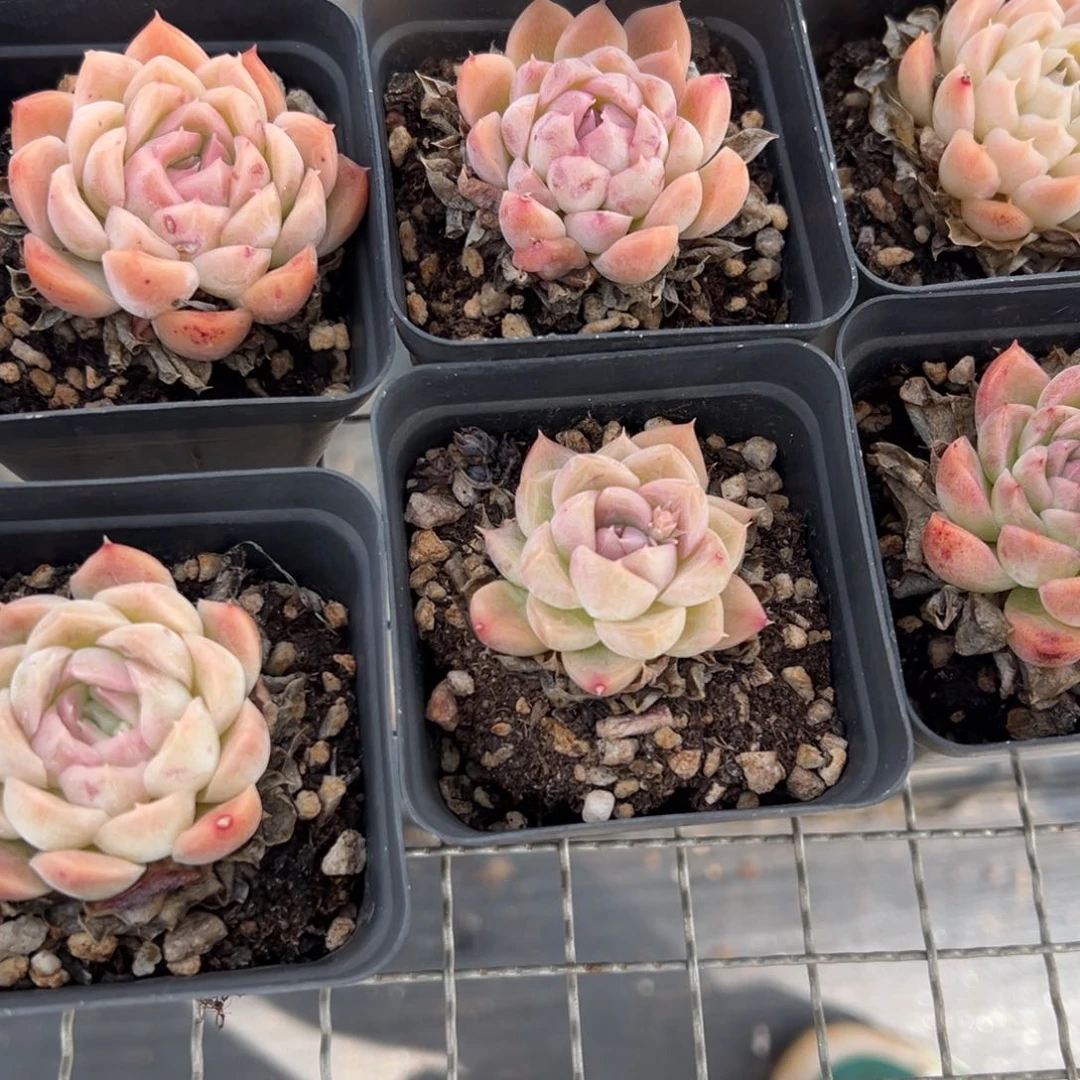 春节大福利，麦秆杂交！