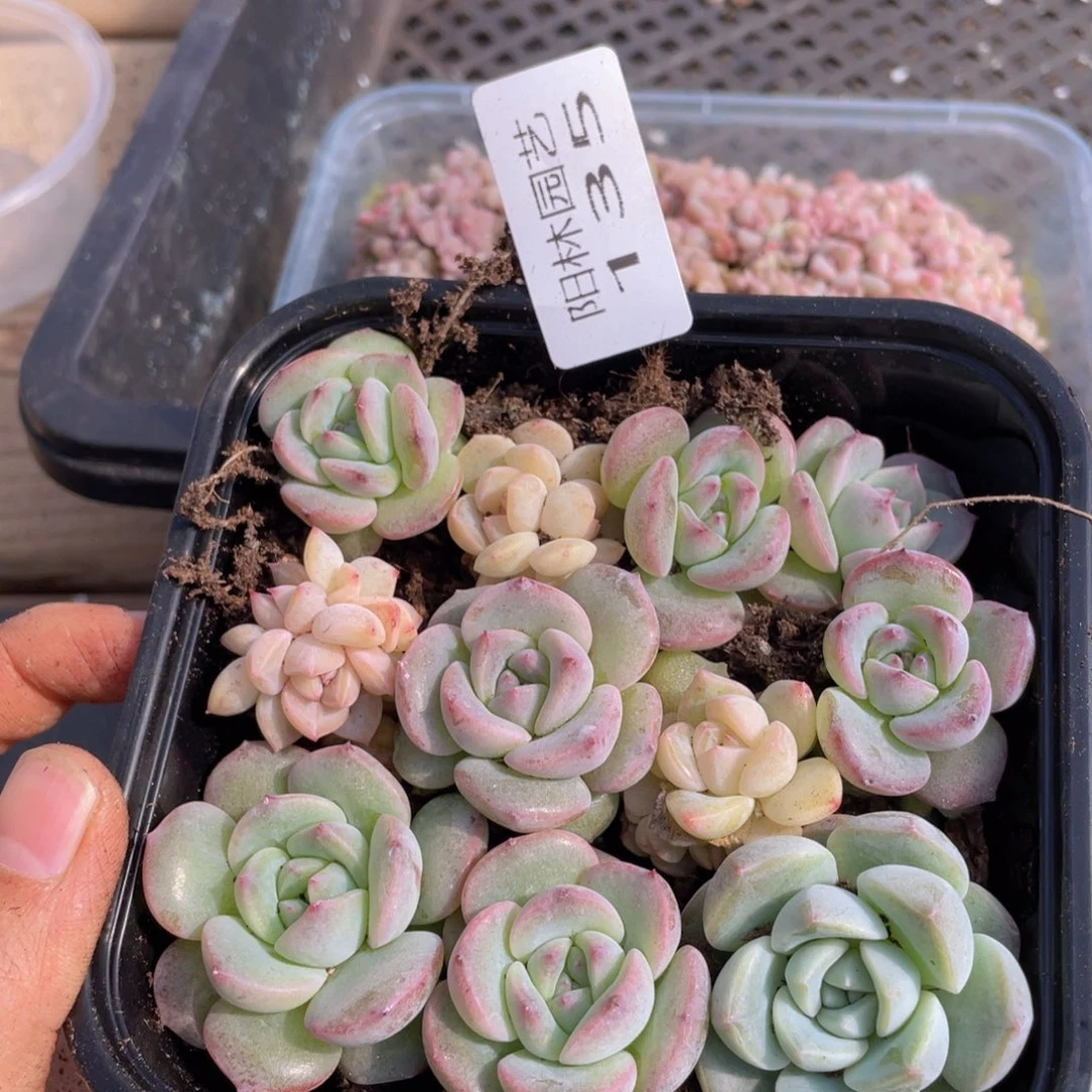 多肉植物多肉植物135