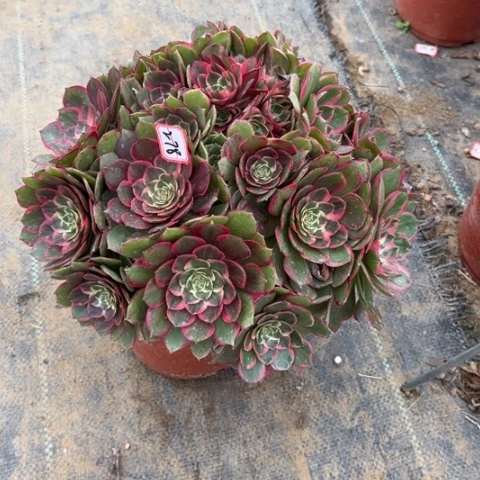 2-78粉花妖朵朵多肉植物