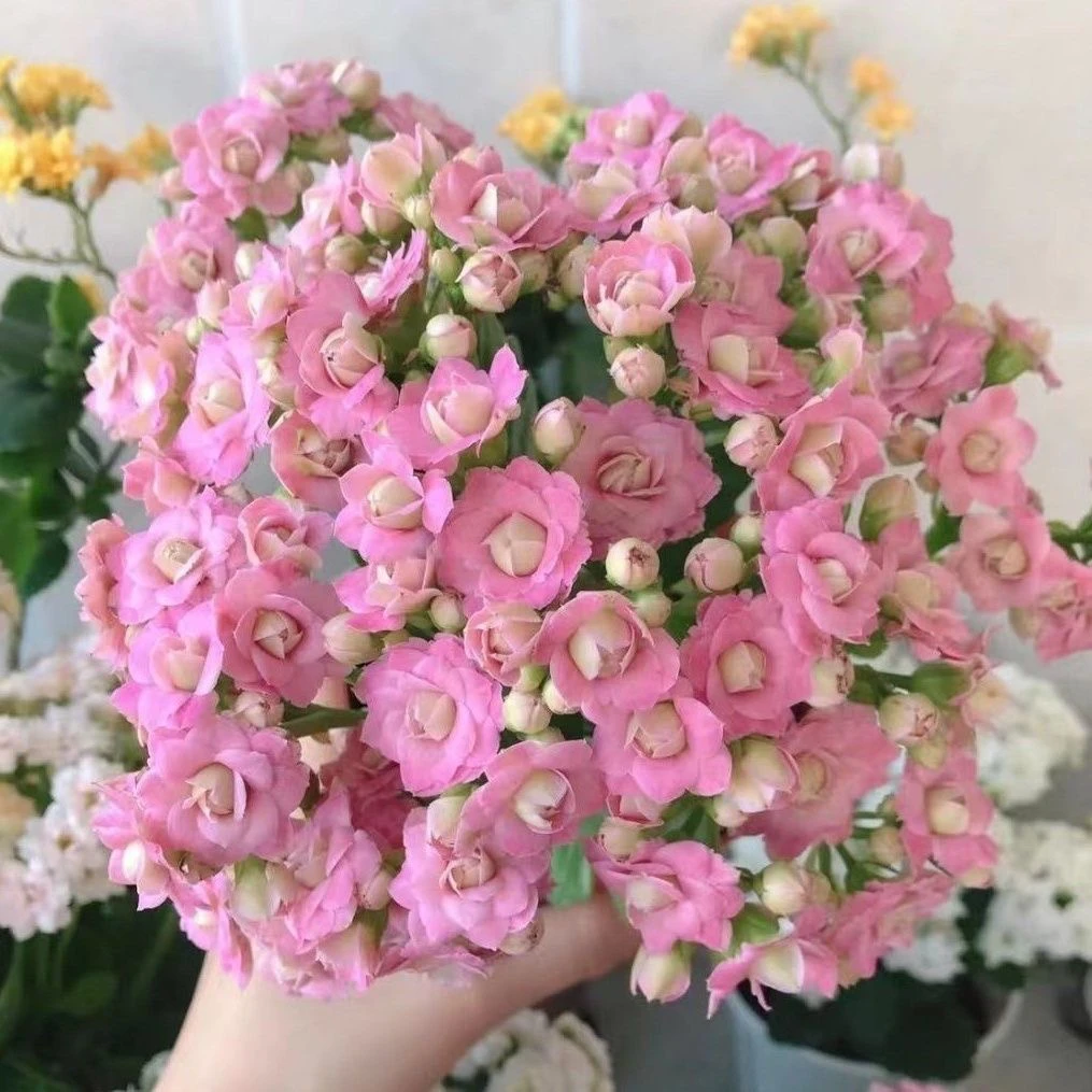 【克里斯蒂】110盆粉色耐寒重瓣大丽花花卉鲜花盆栽