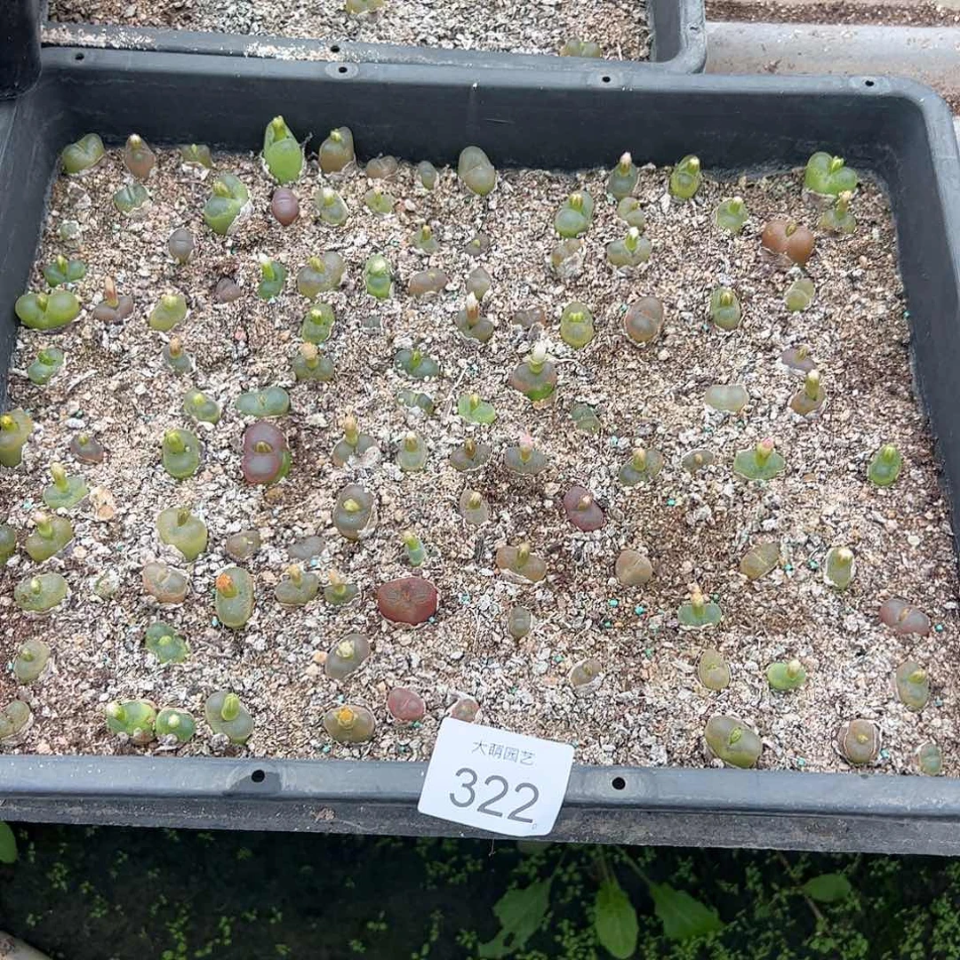 清框脱土发无售后脱土发。  322