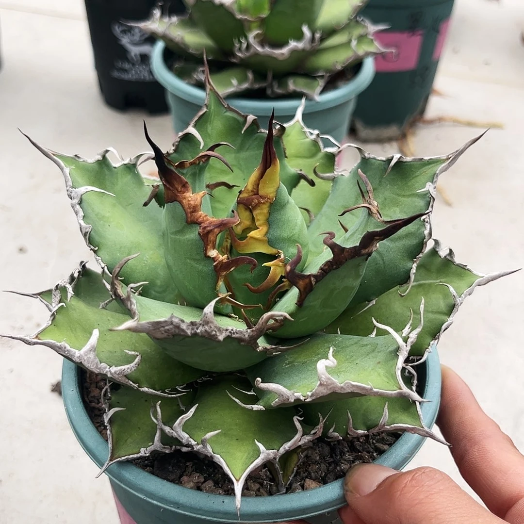 K****g龙舌兰凯撒15号