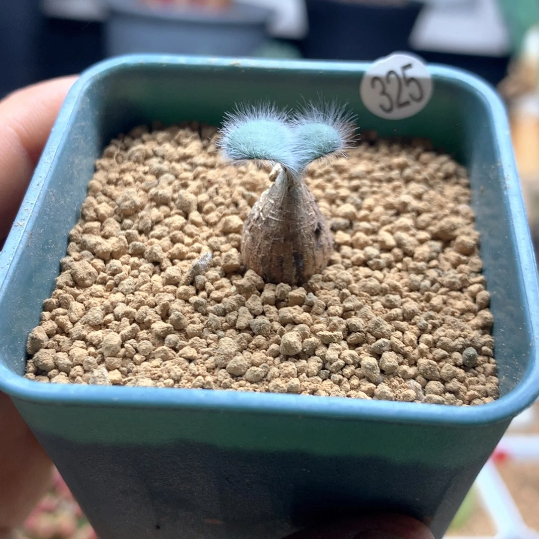 毛叶石蒜多肉带盆325