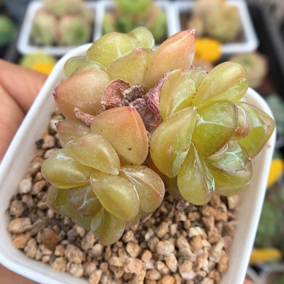 金雀珍妮群生681号