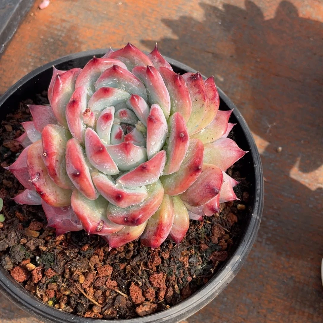 n*.姐姐说她真的有男朋友