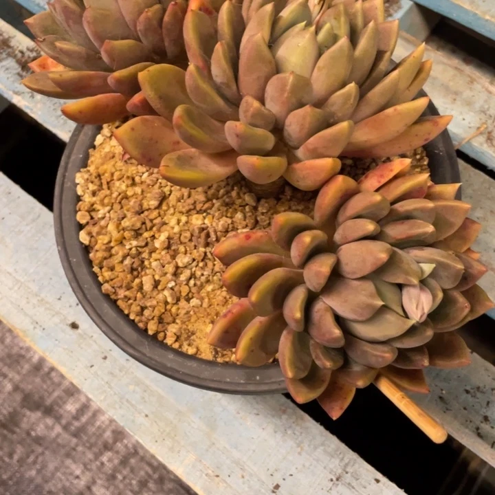 这*大弥鹿之森一物一图