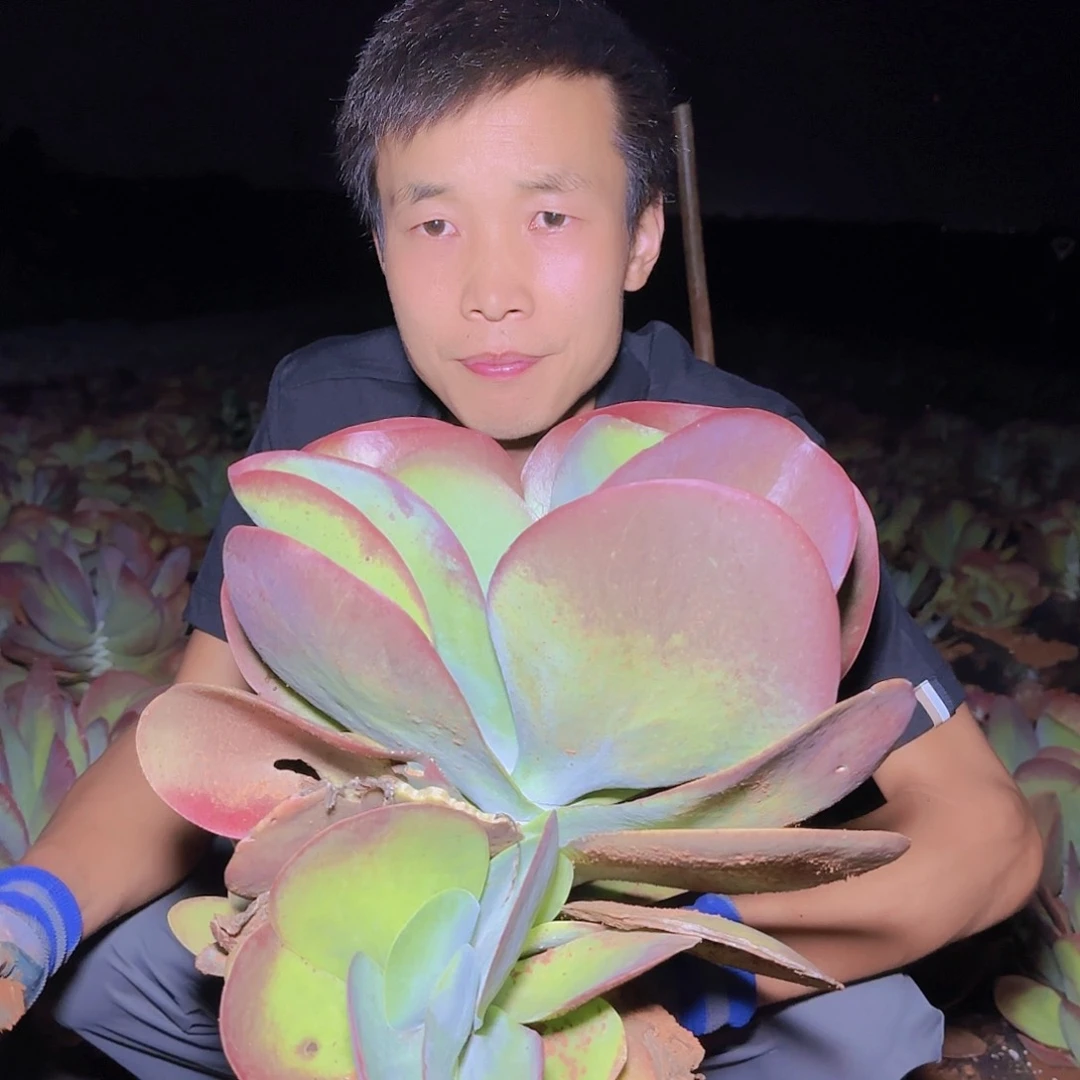 地栽唐印多肉多肉