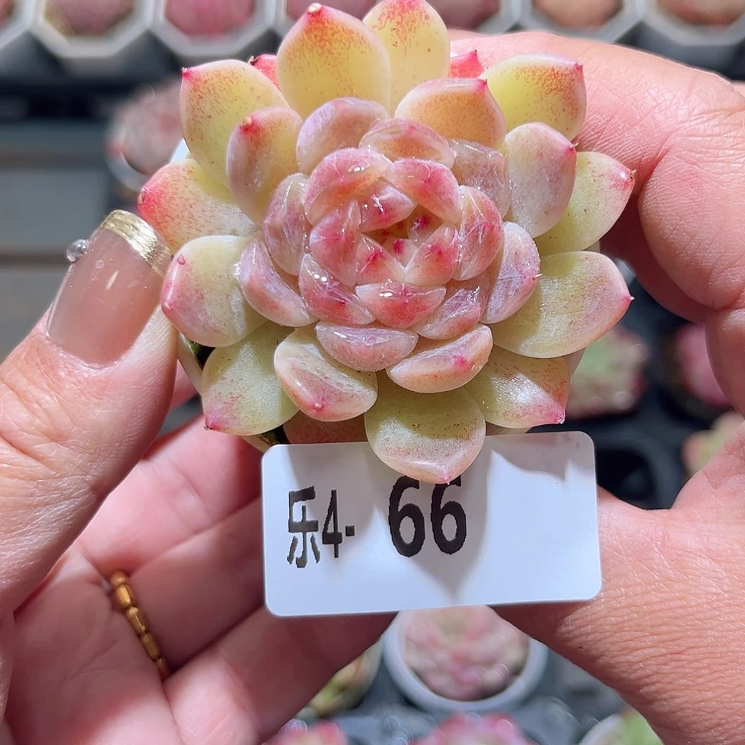 乐4-66 秘境冰魄