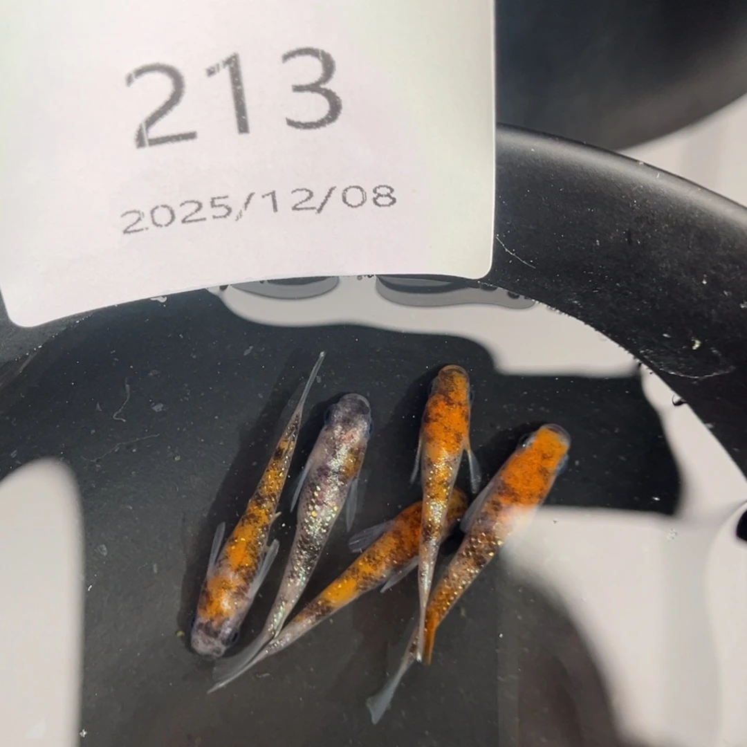 青鳉鱼213lu04五尾