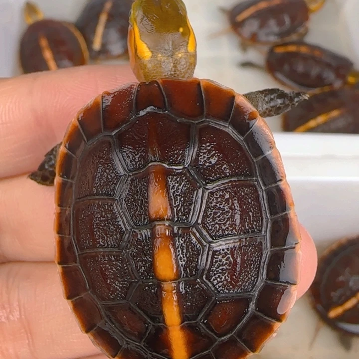 母宠物龟天眼奔驰血红皖南安缘
