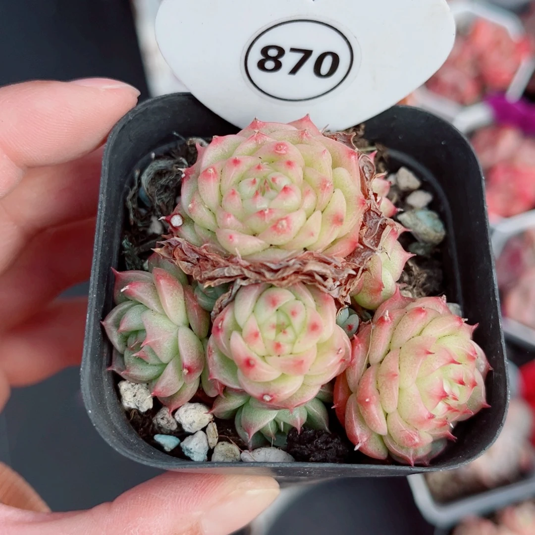 870号小老桩珍妮群