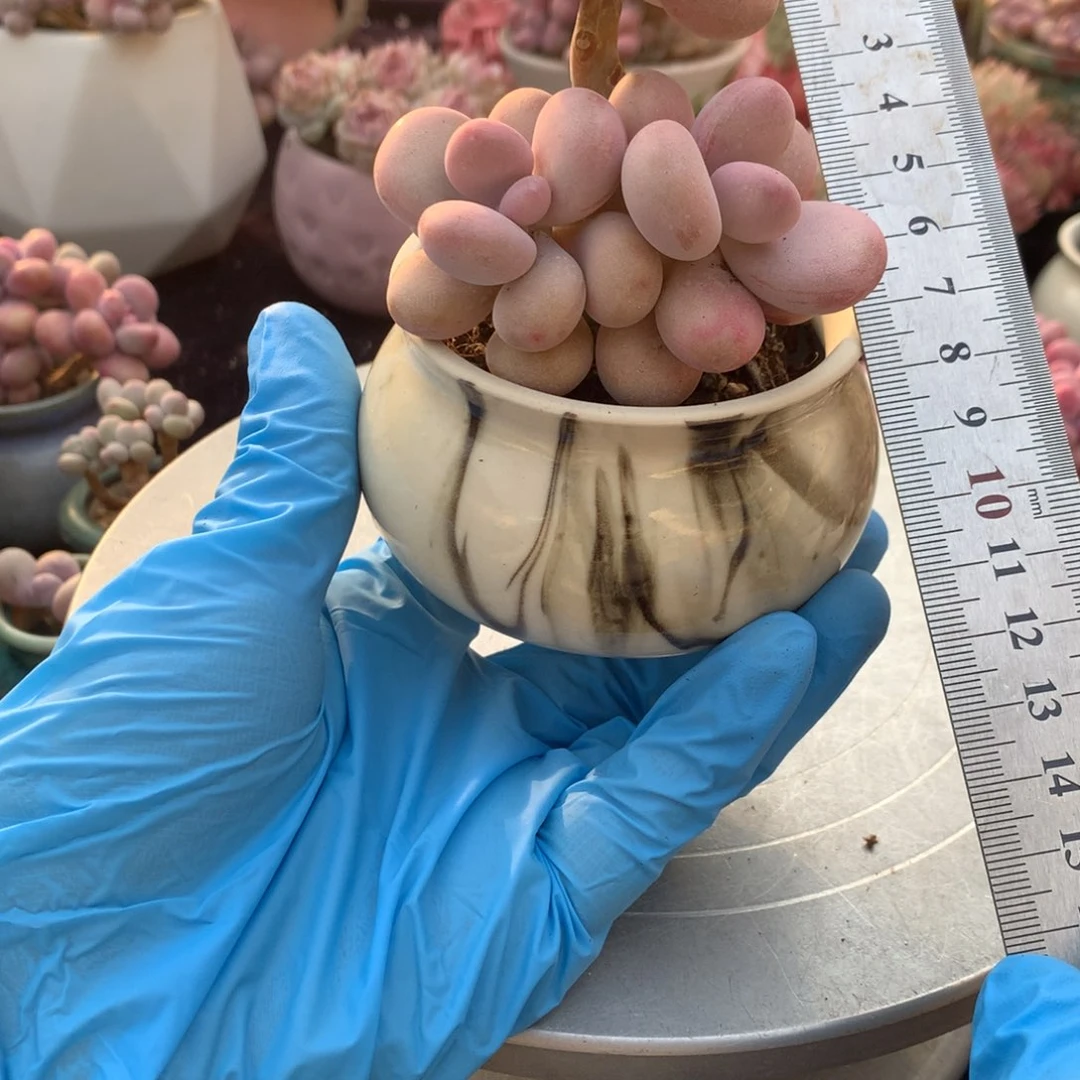 20号带盆偏远地区不包邮的