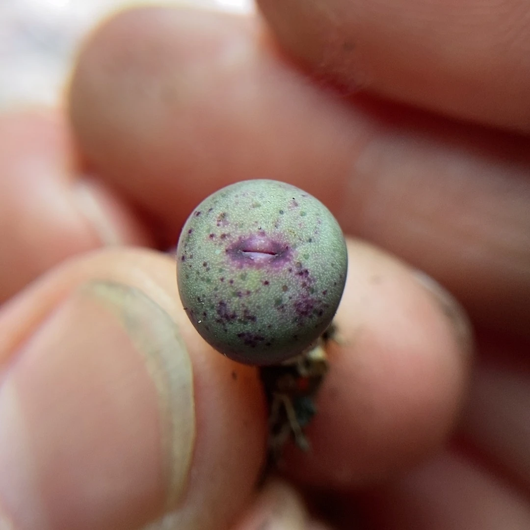 B嘴一颗两年包邮