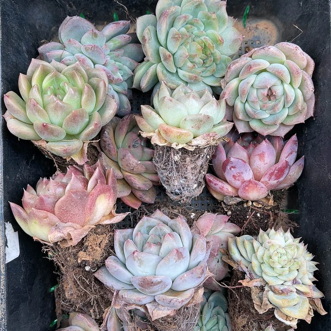 多肉一物一拍22-95