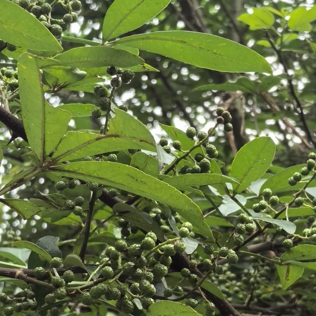 青花椒 贵州黔东南本地野生三叶青花椒 新鲜精选颗粒饱满清香