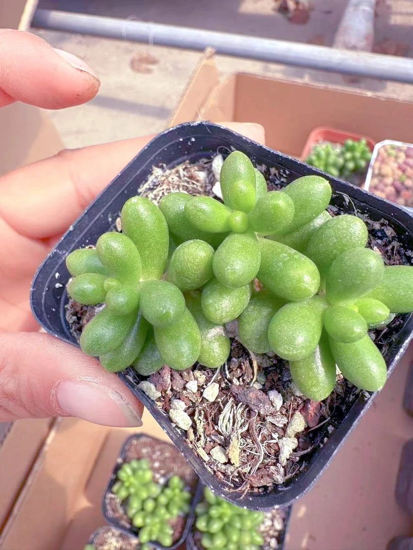 多头绿龟之卵多肉植物 （满9.9元包邮发货）