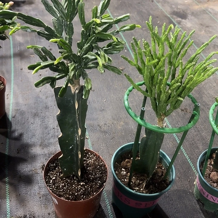 ****～当前无花栽培后可以开花