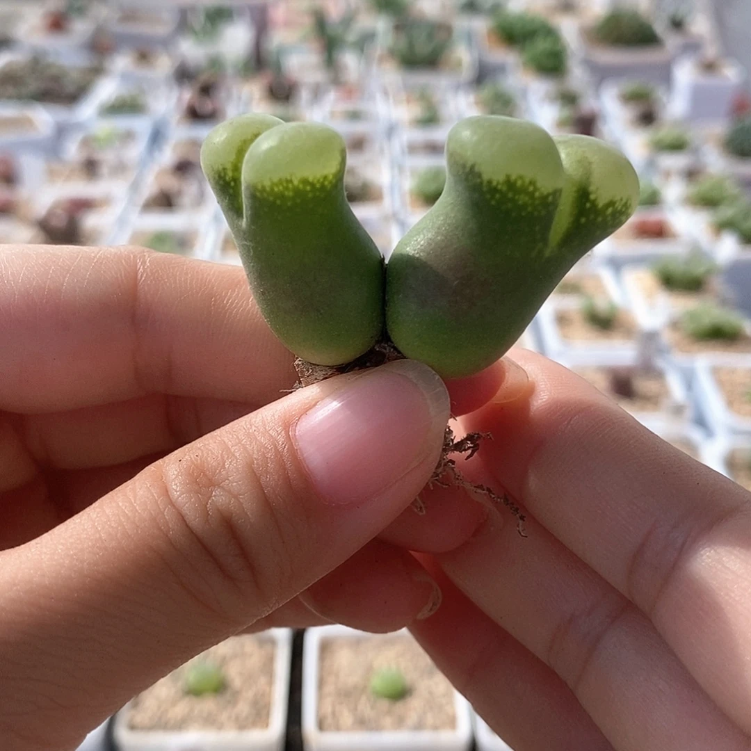一物一拍双头透窗绿风铃