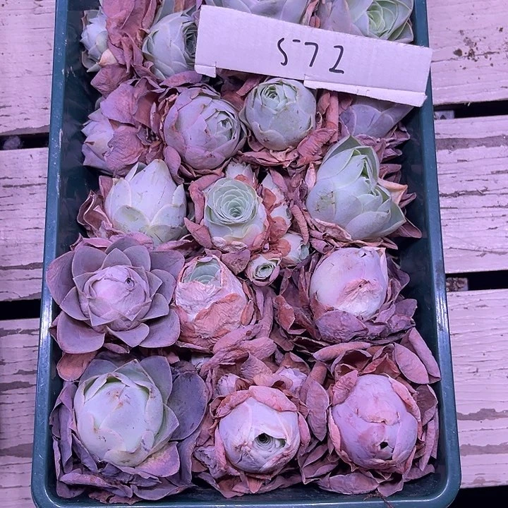 山地玫瑰572号，一物一拍15颗含4颗群生